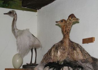 Музей страуса, Брестница