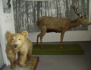 Museo de Historia Natural, Belogradchik