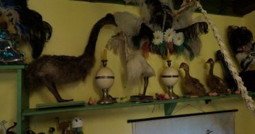 Granja de avestruces, Brestnitsa