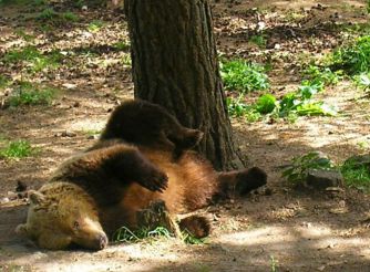 Парк танцующих медведей, Белица